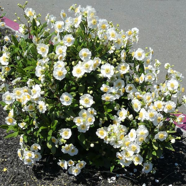 Elizabeth Bush Anemone - Image 3