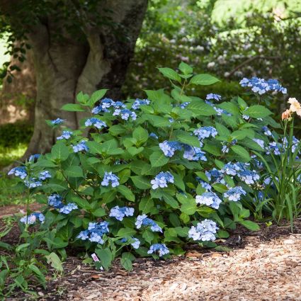 Endless Summer Twist-n-Shout Hydrangea - Image 3