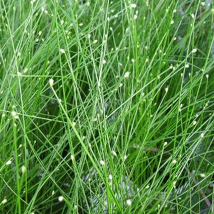 Fiber Optic Grass - Image 4