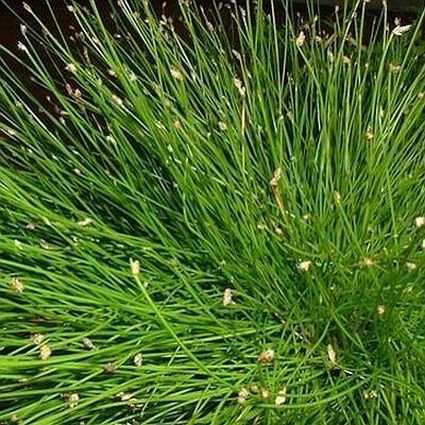 Fiber Optic Grass - Image 3