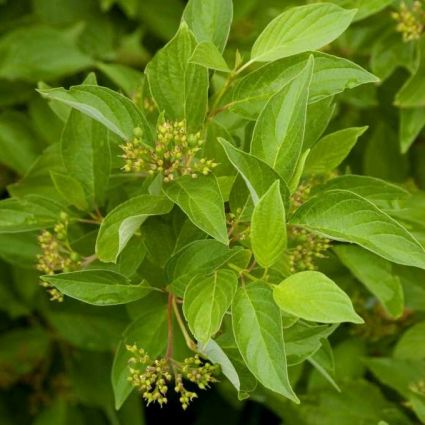 First Editions® Firedance™ Dogwood - Image 3