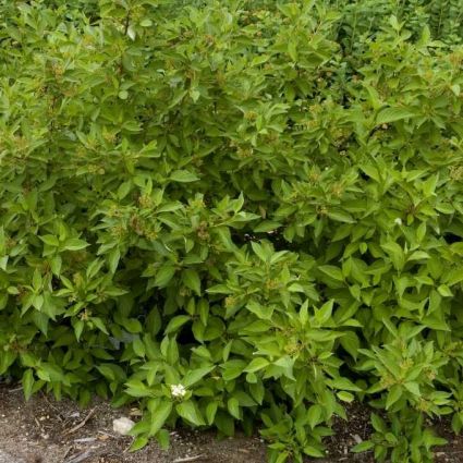 First Editions® Firedance™ Dogwood - Image 4