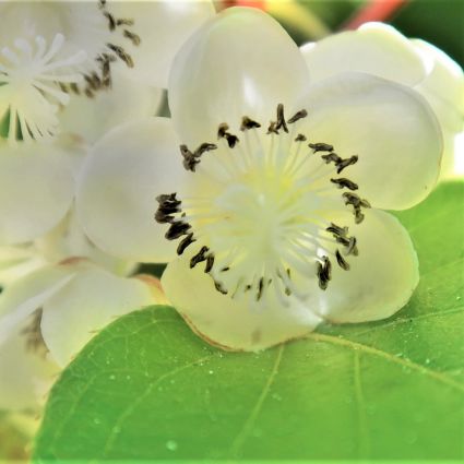 Kiwi Magic™ Hardy Kiwi Combination - Image 4