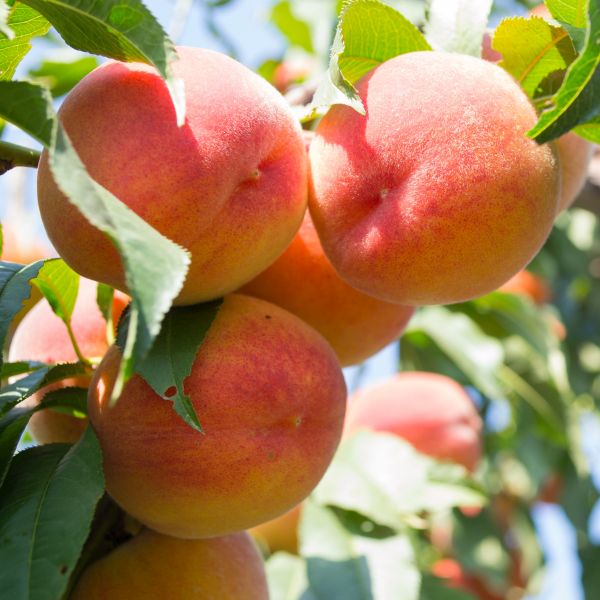Golden Jubilee Peach