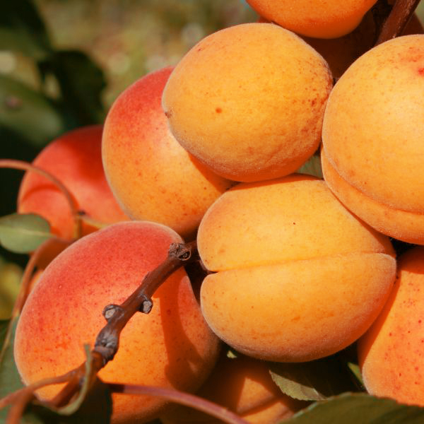 Golden Sweet Apricot - Image 3