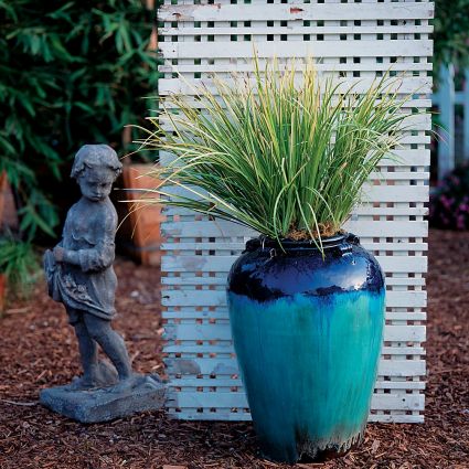 Golden Variegated Sweet Flag Grass - Image 4