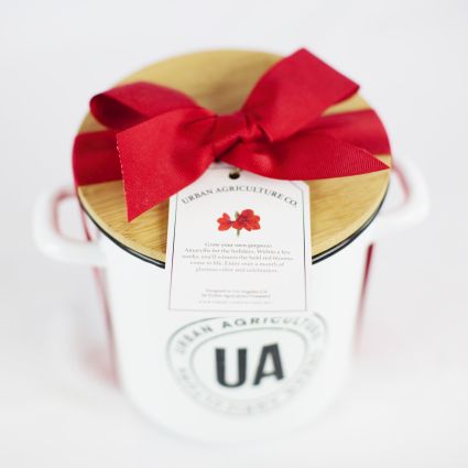 Grow Your Own Red Amaryllis - Image 3