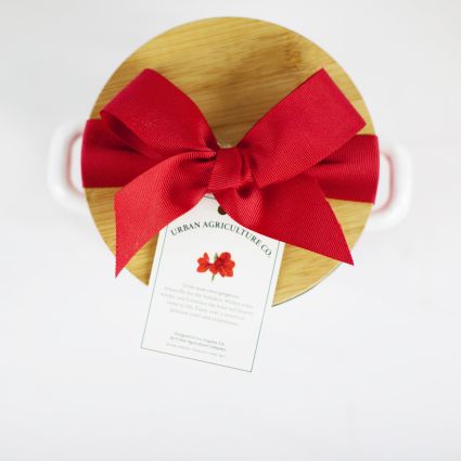 Grow Your Own Red Amaryllis - Image 4