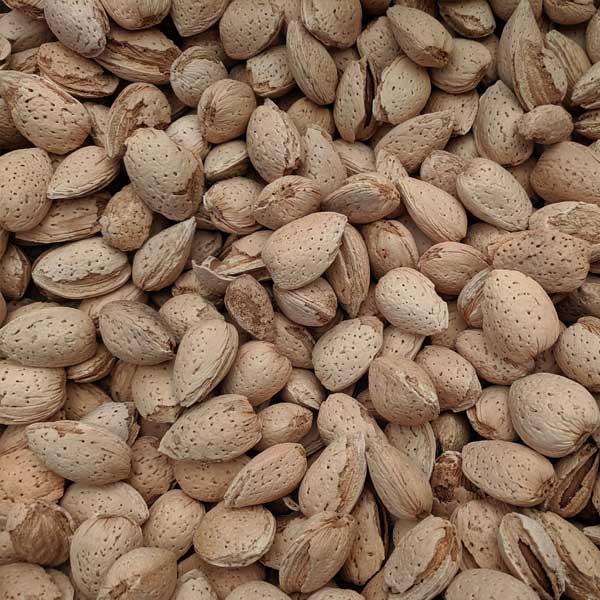 Hall's Hardy Almond Tree - Image 4