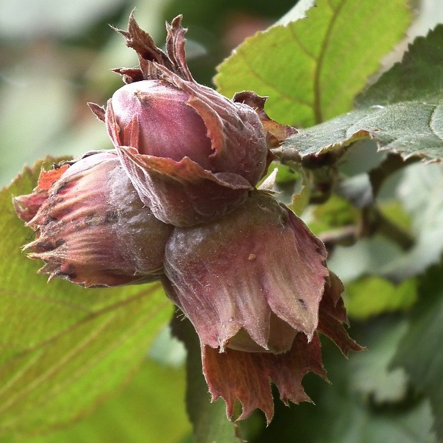Hazelnut - Image 4