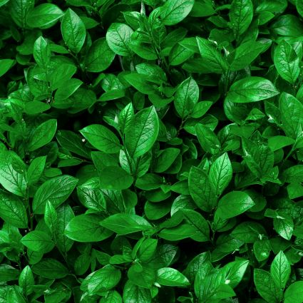 Hedge Cotoneaster - Image 3