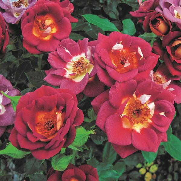 Hot & Sassy™ Rose - Image 3