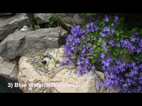 Blue Plumbago Plant - Image 5