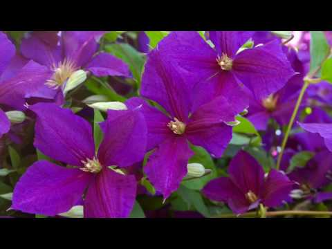 Jackmanii Clematis - Image 5