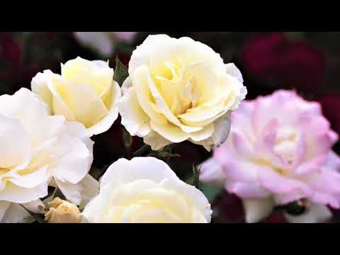 Easy Elegance® Coral Cove Rose - Image 5