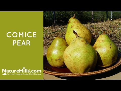 Comice Pear Tree - Image 5