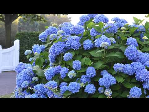 Endless Summer Twist-n-Shout Hydrangea - Image 5