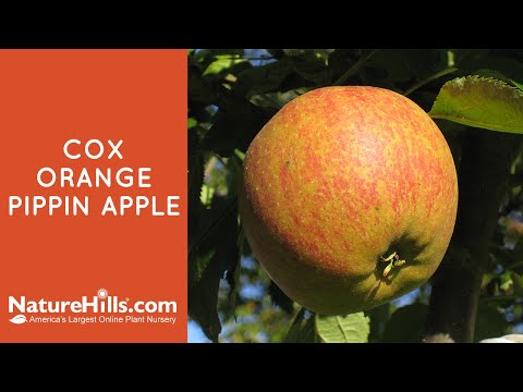 Cox Orange Pippin Apple Tree - Image 4
