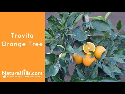 Trovita Orange Tree - Image 5