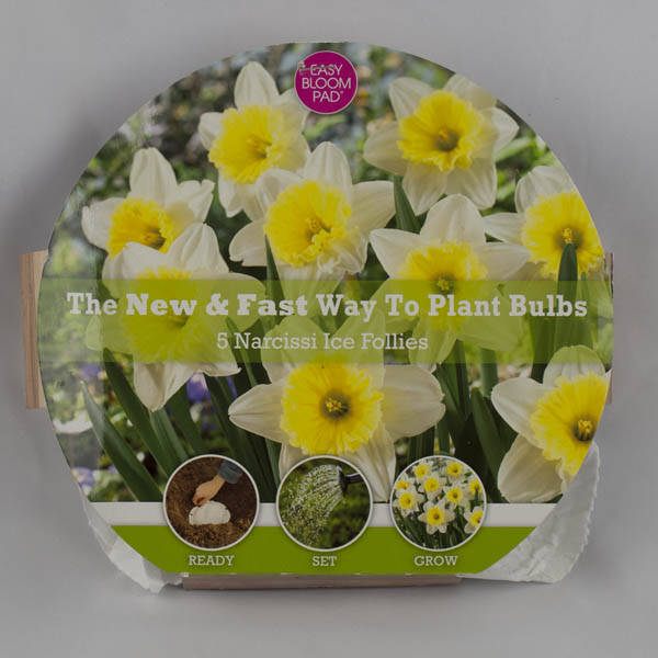 Ice Follies Daffodil Easy Bloom Pad
