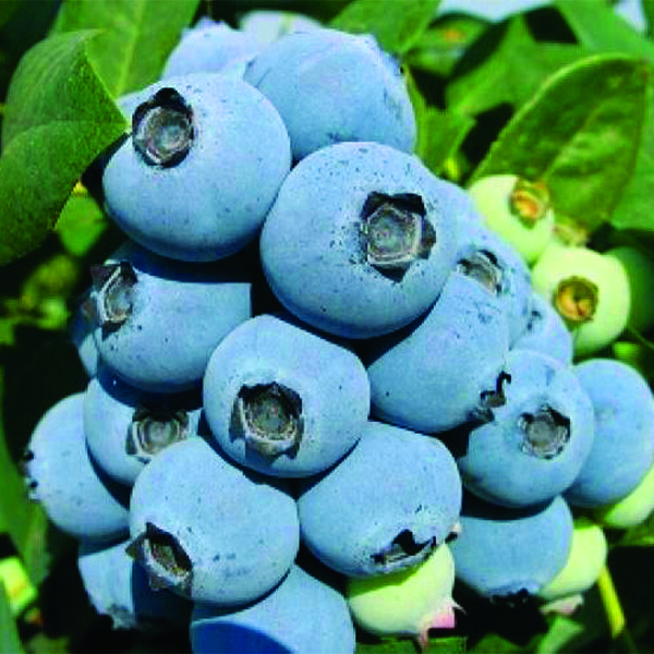 Jewel Blueberry