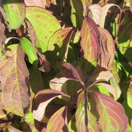 Kelsey's Dwarf Dogwood - Image 4