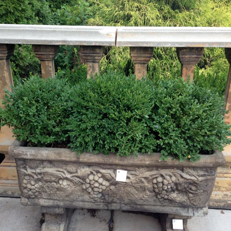 Korean Boxwood - Image 5