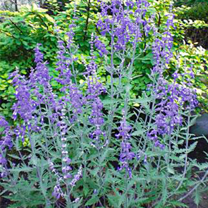Lacey Blue Russian Sage - Image 3