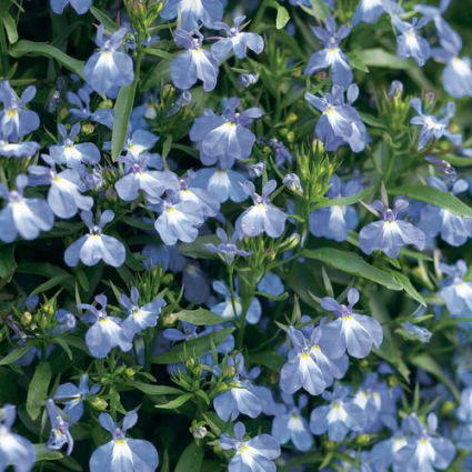 Laguna Compact Blue with Eye Lobelia - Image 5
