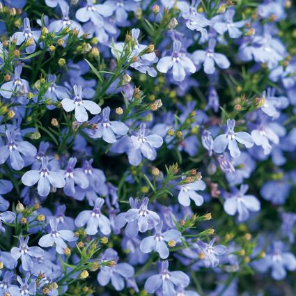 Laguna Compact Blue with Eye Lobelia - Image 3