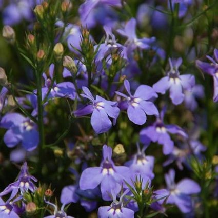 Laguna Compact Blue with Eye Lobelia - Image 4
