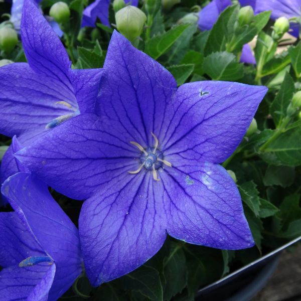 Sentimental Blue Balloon Flower - Image 5