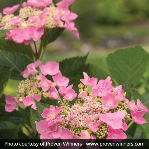 Let's Dance® Starlight Hydrangea - Image 3