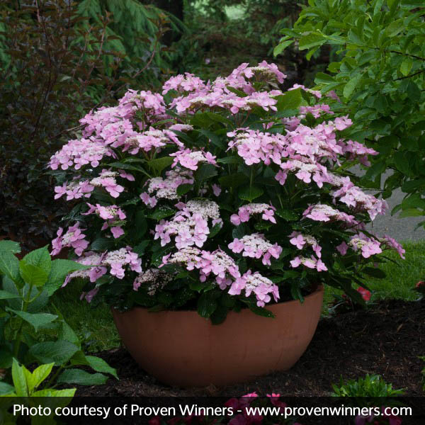 Let's Dance® Starlight Hydrangea - Image 5