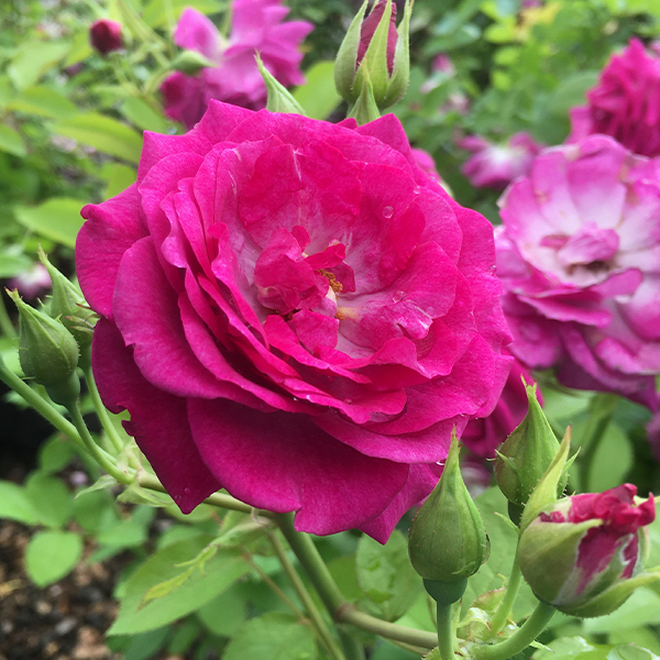 Life's Little Pleasures™ Miniature Rose - Image 3