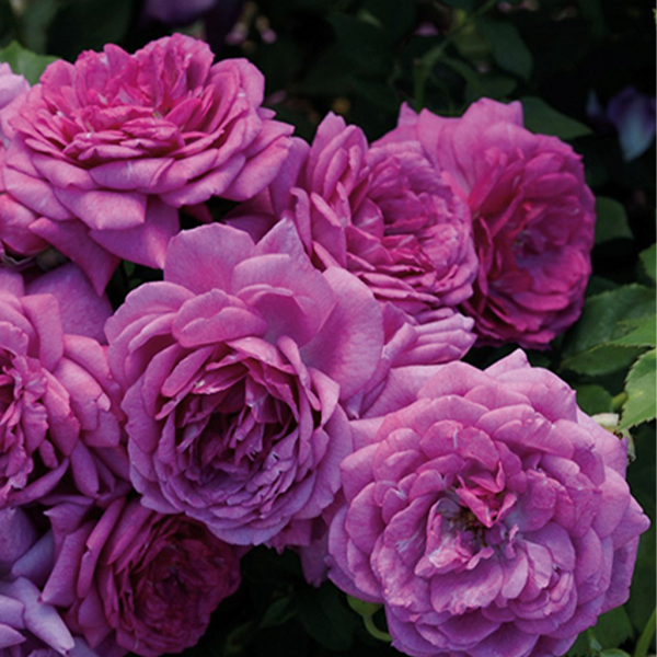 Life's Little Pleasures™ Rose Tree