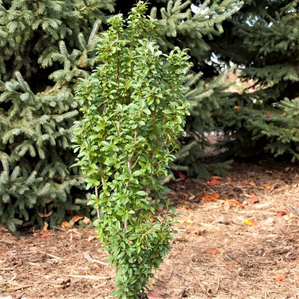 First Editions® Straight Talk® Privet