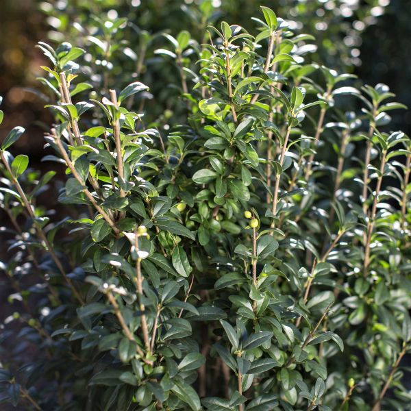 First Editions® Straight Talk® Privet - Image 4