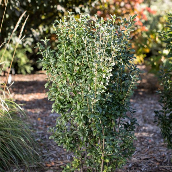 First Editions® Straight Talk® Privet - Image 3