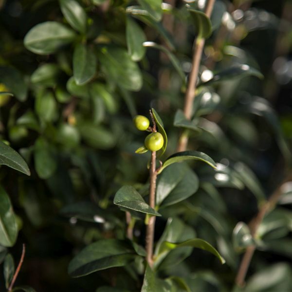 First Editions® Straight Talk® Privet - Image 5