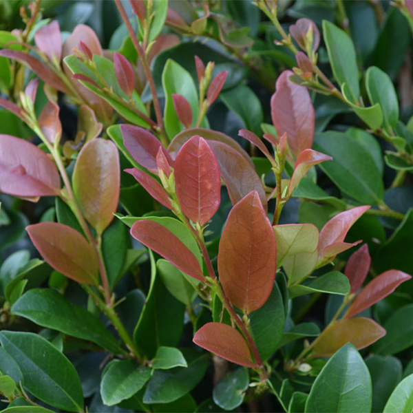 First Editions™ Linebacker Distylium - Image 3