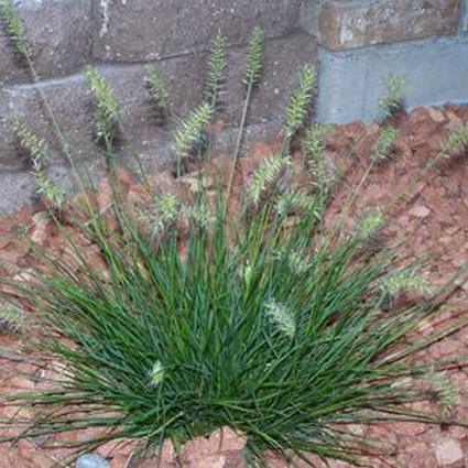 Little Bunny Fountain Grass - Image 3