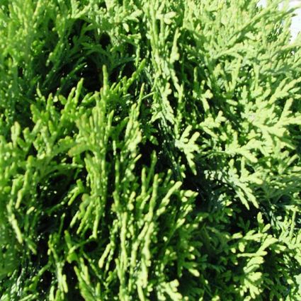 Little Giant Arborvitae - Image 3
