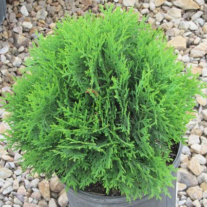 Little Giant Arborvitae - Image 4