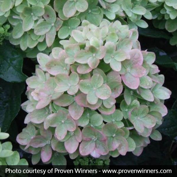 Little Lime® Hydrangea - Image 5