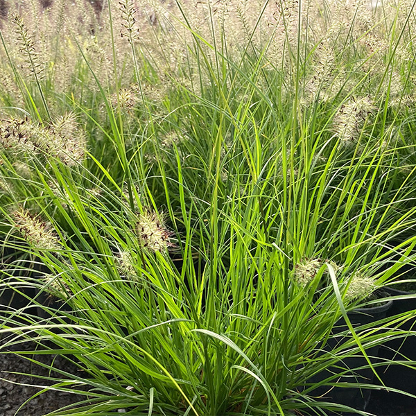 Lumen Gold™ Fountain Grass - Image 3