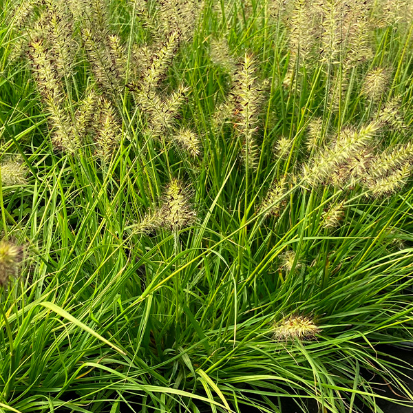 Lumen Gold™ Fountain Grass