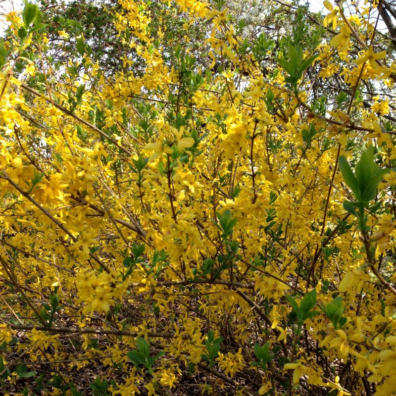 Lynwood Gold Forsythia - Image 4
