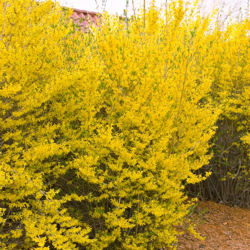 Lynwood Gold Forsythia - Image 3