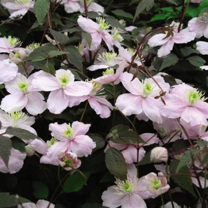 Montana Mayleen Clematis - Image 3